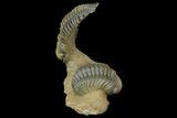 Flying Crotalocephalina Trilobite With Reedops - Atchana, Morocco #170751-9